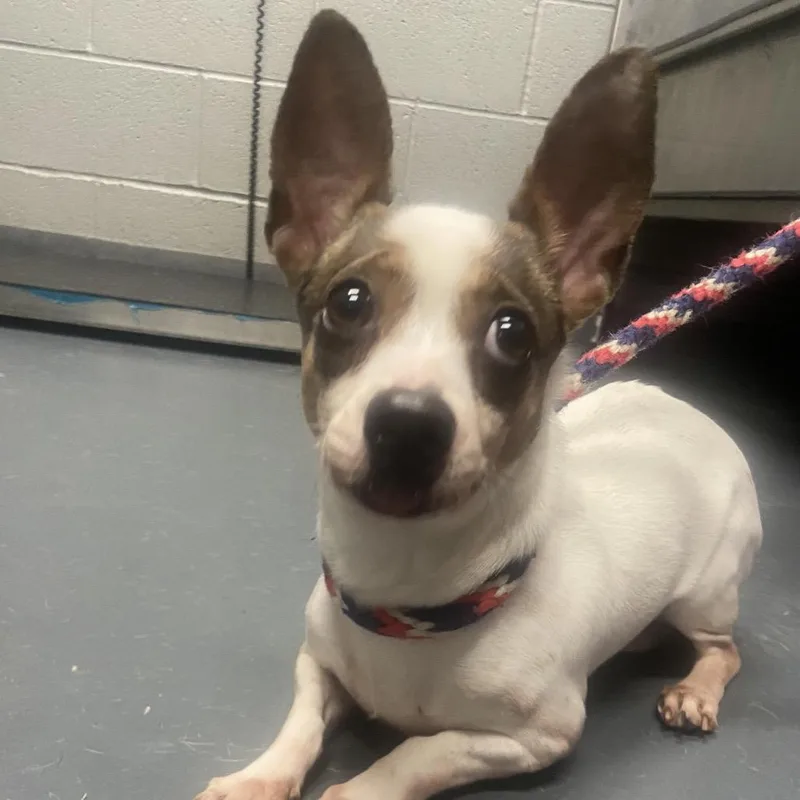 Chiquita