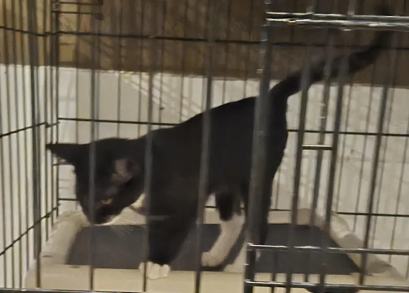 A baby medium-sized male Black & White / Tuxedo Domestic Short Hair cat named Boscoe for adoption in Greeley, CO