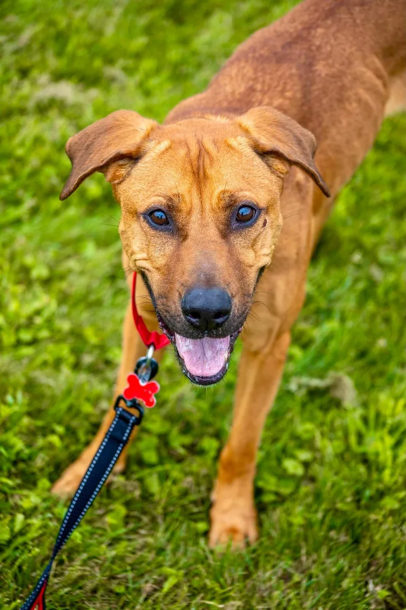 An adult large-sized female Hound dog named Zelda for adoption in Valparaiso, IN