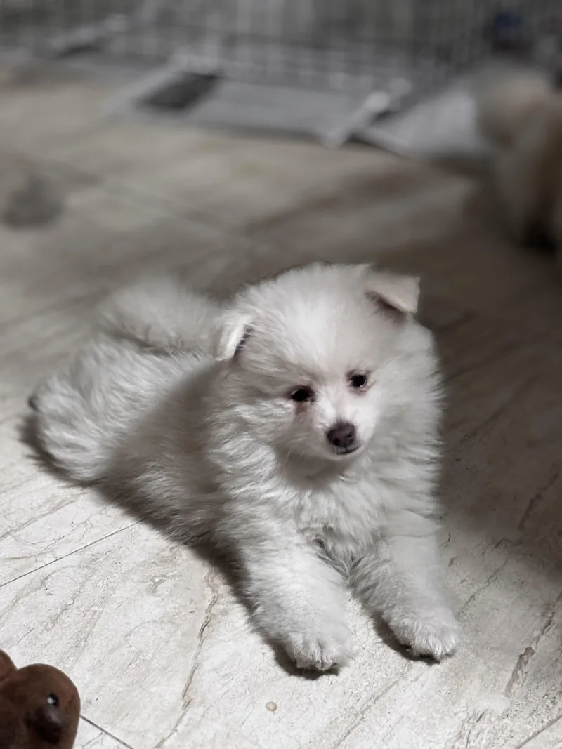 Teddy
