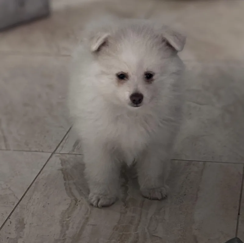 Teddy thumbnail 2