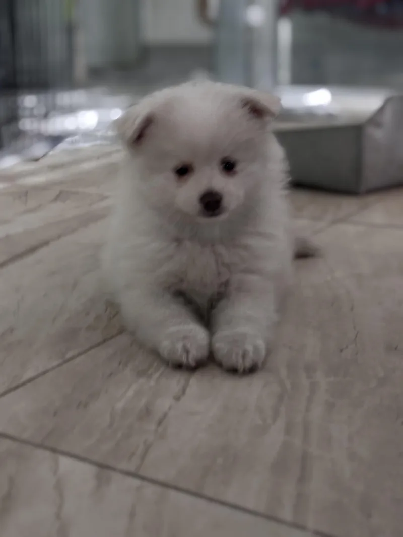 Teddy thumbnail 3