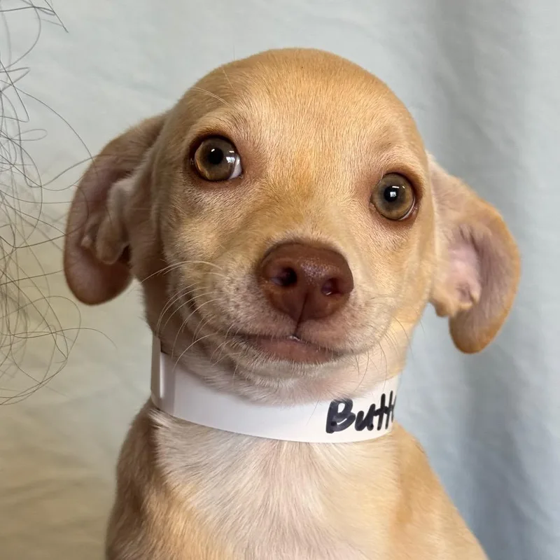 A baby small-sized female Yellow / Tan / Blond / Fawn Black Mouth Cur dog named Buttercup for adoption in Santa Barbara, CA