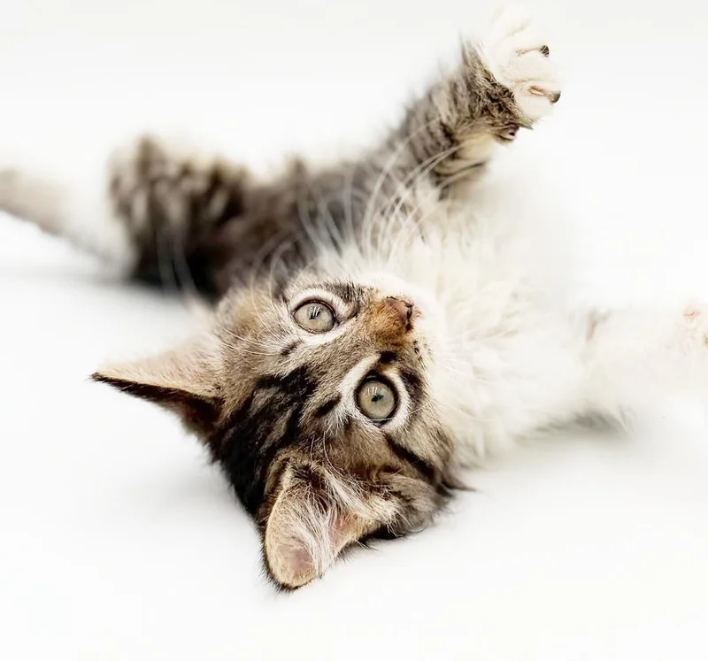 A baby small-sized male White Maine Coon cat named Oliver is nothing but for adoption in Bedford Hills, NY