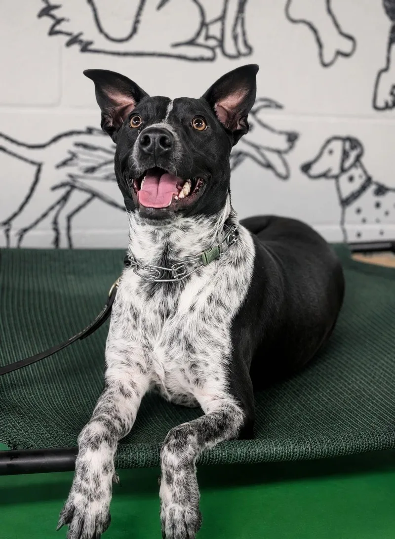 A young medium-sized female Australian Cattle Dog / Blue Heeler dog named Artemis for adoption in Bradenton, FL