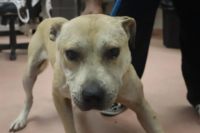 An adult medium-sized male Mixed Breed dog named Clint for adoption in Columbia, SC