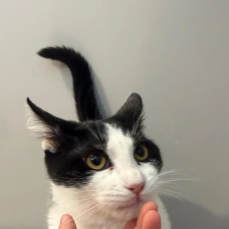 A baby medium-sized male Domestic Short Hair cat named Sherlock for adoption in Hattiesburg, MS