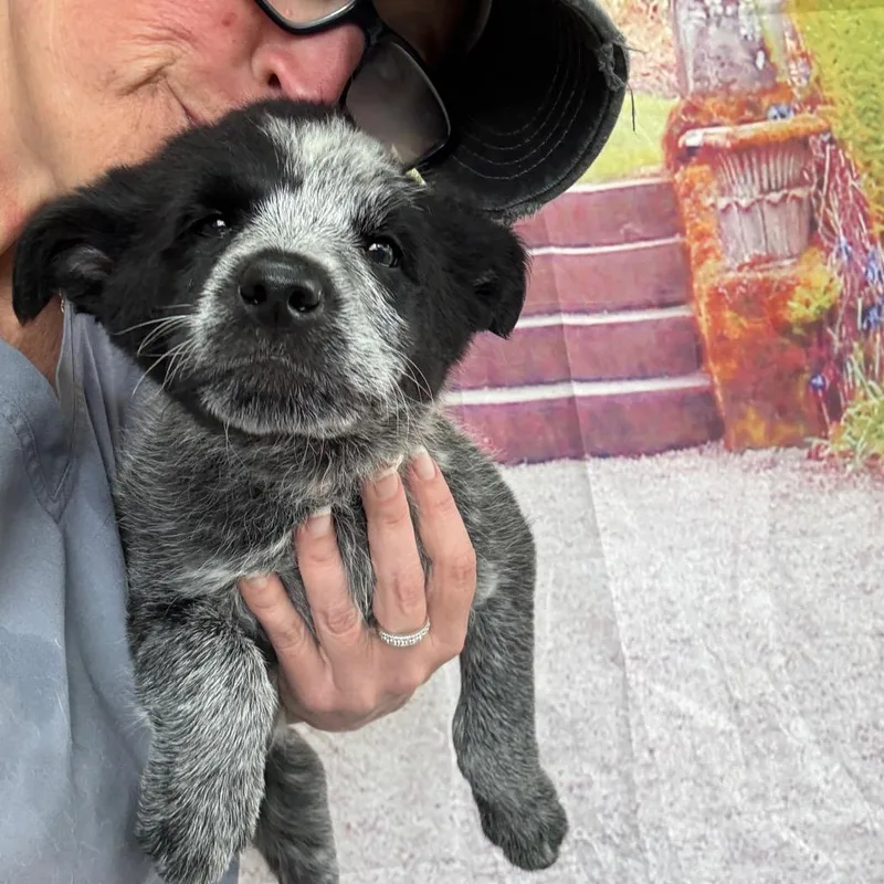 A baby medium-sized female White / Cream Australian Cattle Dog / Blue Heeler dog named Sketchers for adoption in Normal, IL