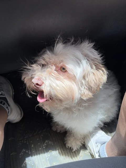 A young small-sized female Terrier dog named Chica for adoption in San Antonio, TX