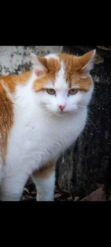 An adult medium-sized female Domestic Short Hair cat named Alex for adoption in Cromwell, KY