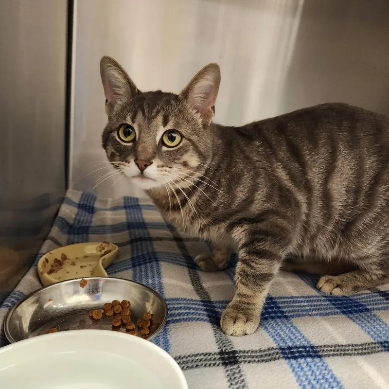 An adult medium-sized male Gray / Blue / Silver Domestic Short Hair cat named Clark for adoption in Delaware, OH