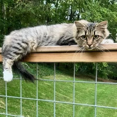 An adult medium-sized female Domestic Medium Hair cat named Hello Darling for adoption in Asheville, NC