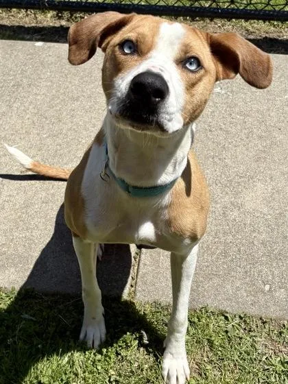 An adult medium-sized female Mixed Breed dog named Blue Bell for adoption in Cincinnati, OH