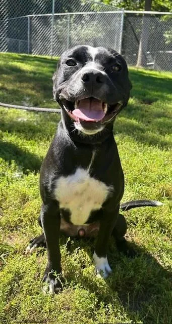 An adult medium-sized male Pit Bull Terrier dog named Joe for adoption in Prudenville, MI