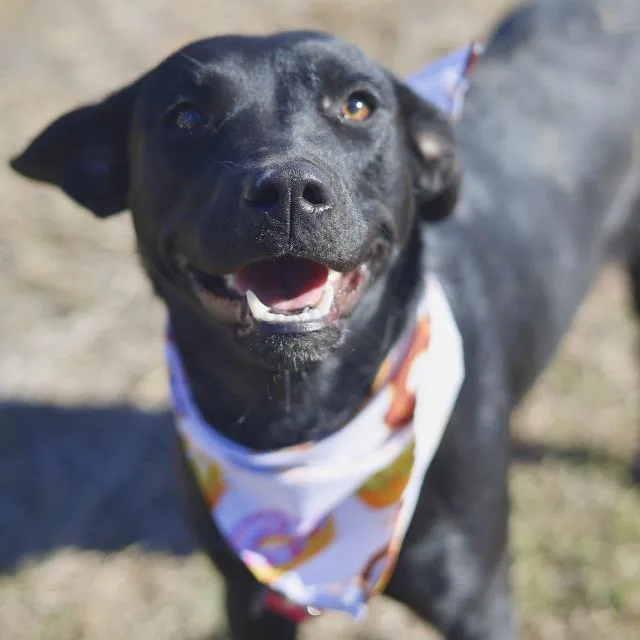A young large-sized female Labrador Retriever dog named Bo Peep for adoption in San Antonio, TX