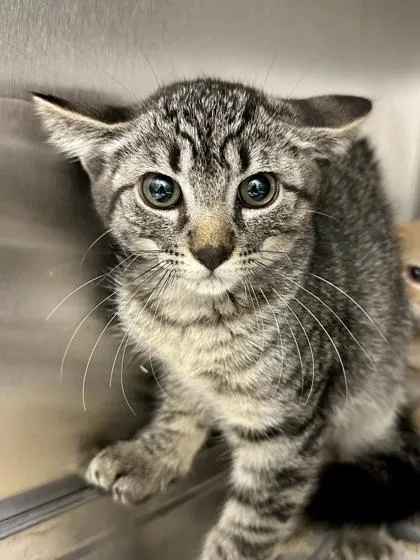 A baby medium-sized female Gray / Blue / Silver Domestic Short Hair cat named Peppermint for adoption in Wichita, KS