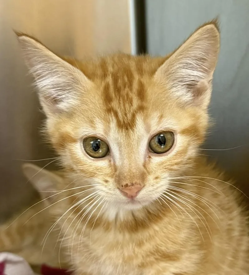 A baby medium-sized male Domestic Short Hair cat named Glen for adoption in Ontario, OR
