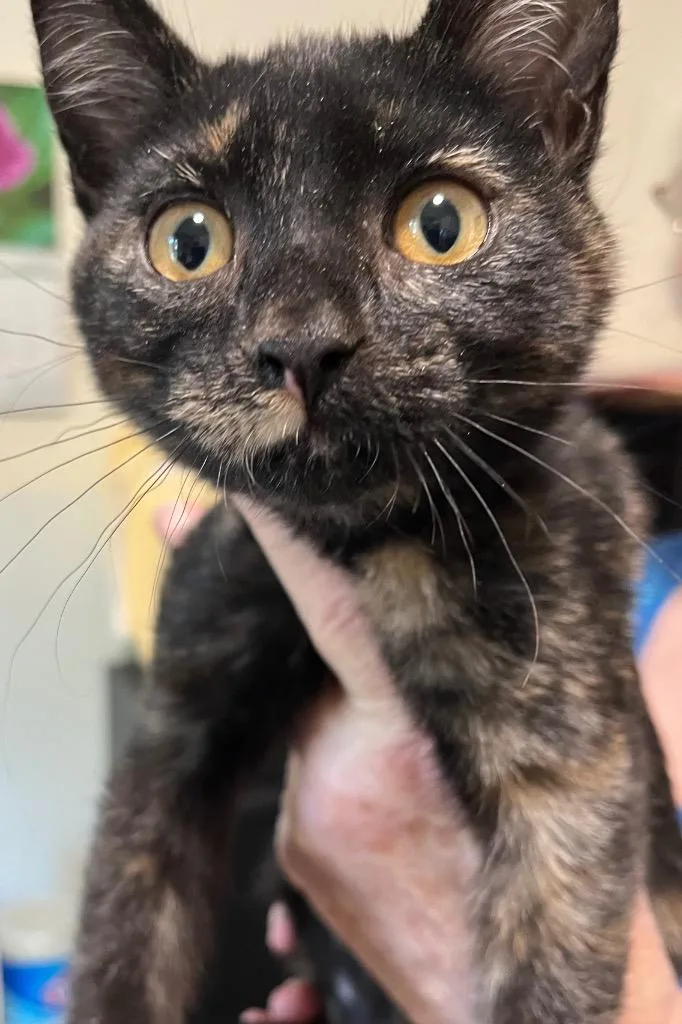 A baby small-sized female Domestic Short Hair cat named Lulu for adoption in Thompson Falls, MT
