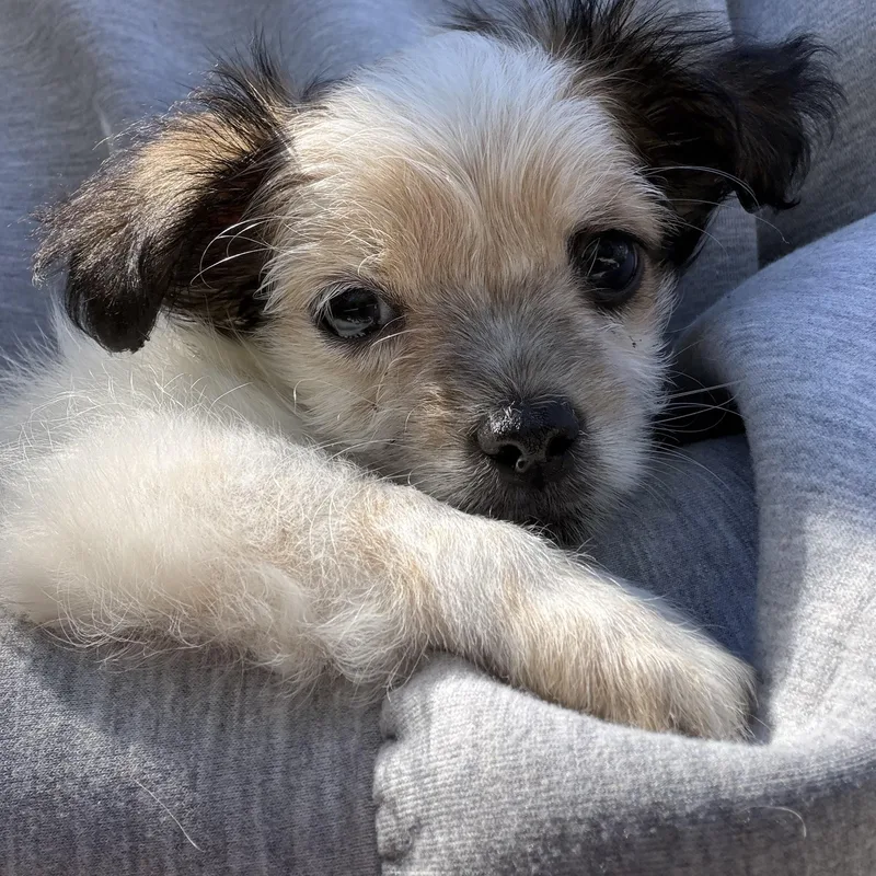 A baby small-sized female Shih poo dog named Bunny for adoption in Redlands , CA