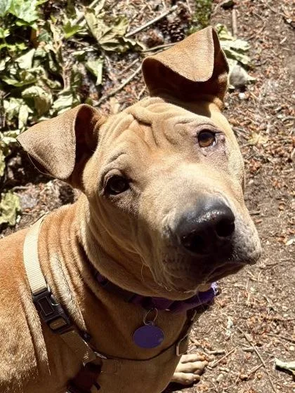 An adult medium-sized male Shar-Pei dog named Butterscotch for adoption in Bellevue, WA