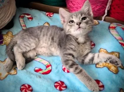 A young small-sized male Domestic Short Hair cat named Salt for adoption in Columbus, IN