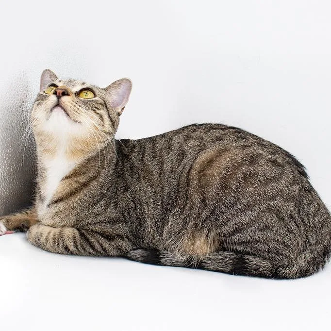 A young small-sized female Brown / Chocolate Domestic Short Hair cat named Deva for adoption in Plainfield, IL