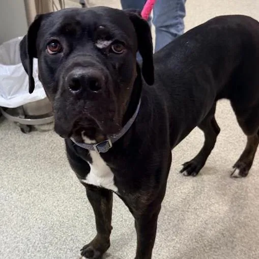 A young large-sized female Mixed Breed dog named Cece for adoption in Jacksonville, FL