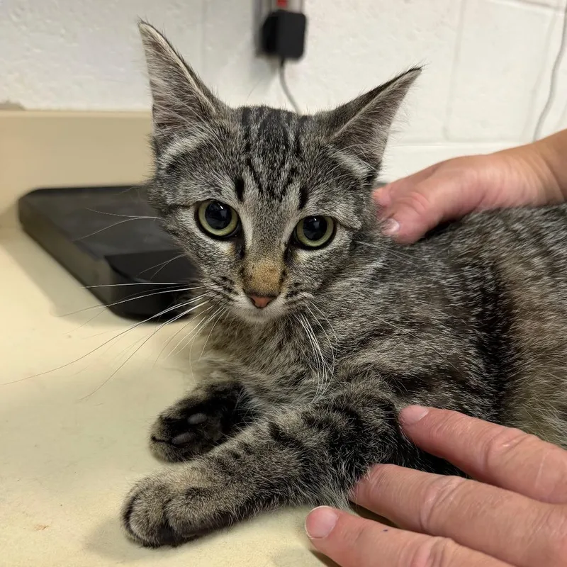 A young medium-sized female Black Domestic Short Hair cat named Cherry for adoption in Ardmore, OK