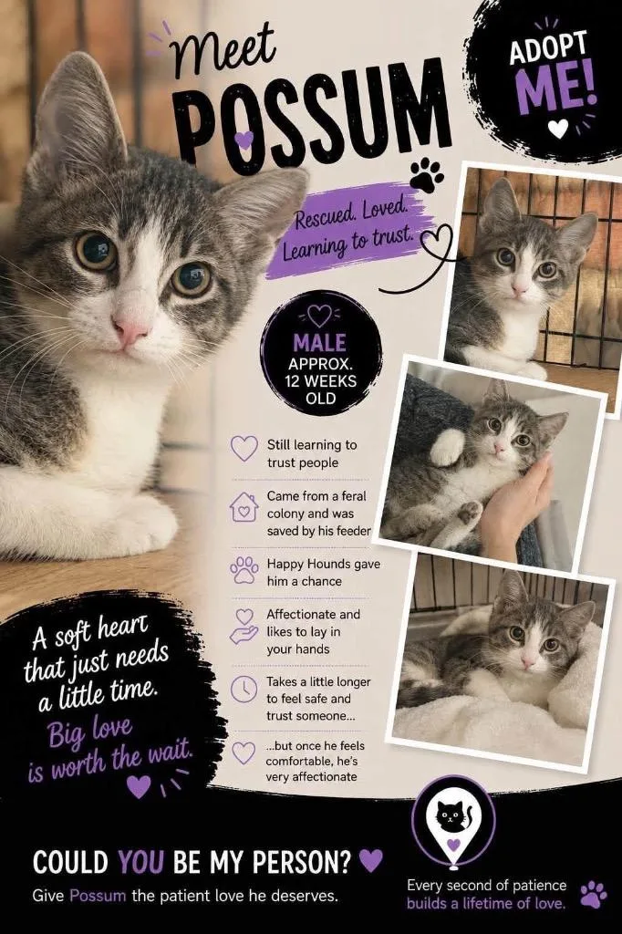 A baby small-sized male Domestic Short Hair cat named Possum for adoption in Mustang, OK