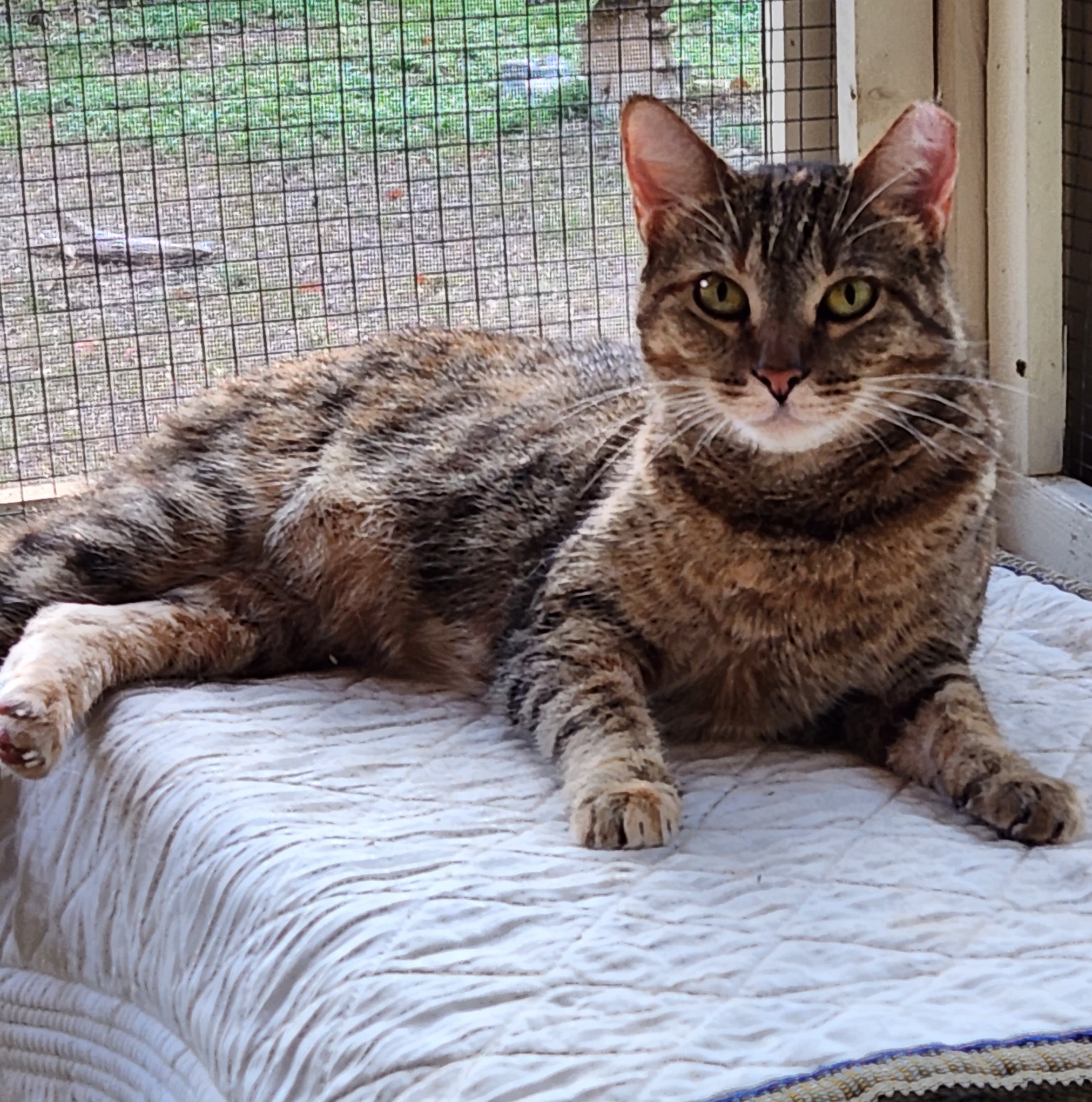 An adult medium-sized female Brown / Chocolate Tabby cat named Adeline for adoption in Magnolia, TX