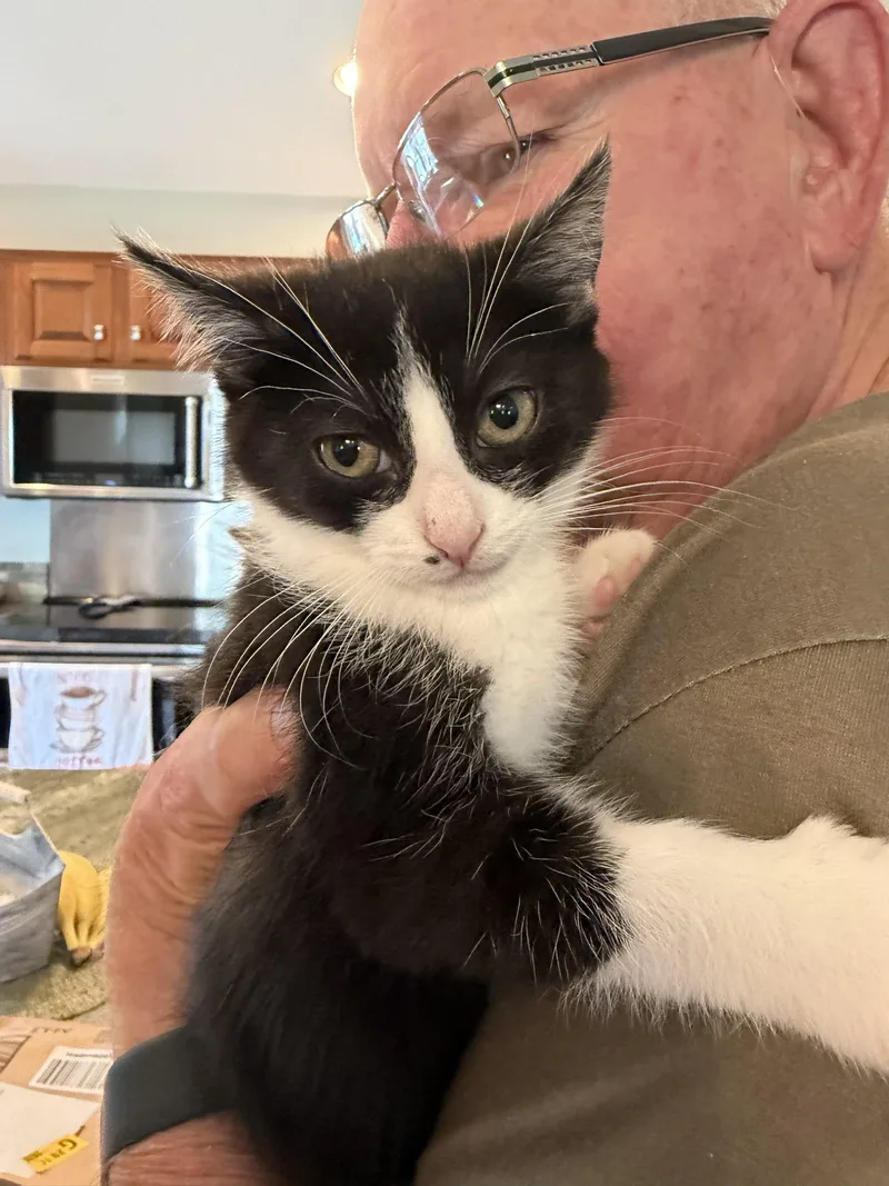 A baby medium-sized female Black & White / Tuxedo Domestic Short Hair cat named Nini Coco for adoption in Lemoyne, PA
