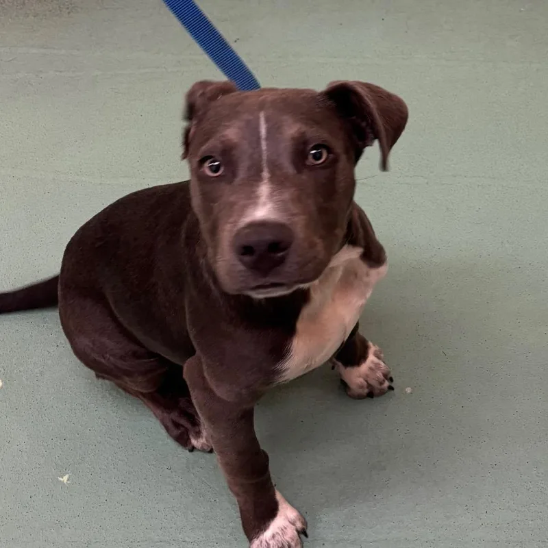 A baby medium-sized male Gray / Blue / Silver Mixed Breed dog named Peaty for adoption in Memphis, TN