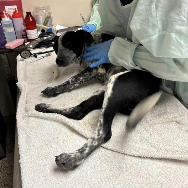 A baby medium-sized female Australian Cattle Dog / Blue Heeler dog named Anna for adoption in Tempe, AZ