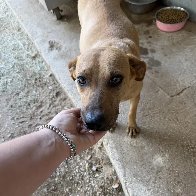 A young medium-sized female Black Mouth Cur dog named Sealy for adoption in Pearsall, TX