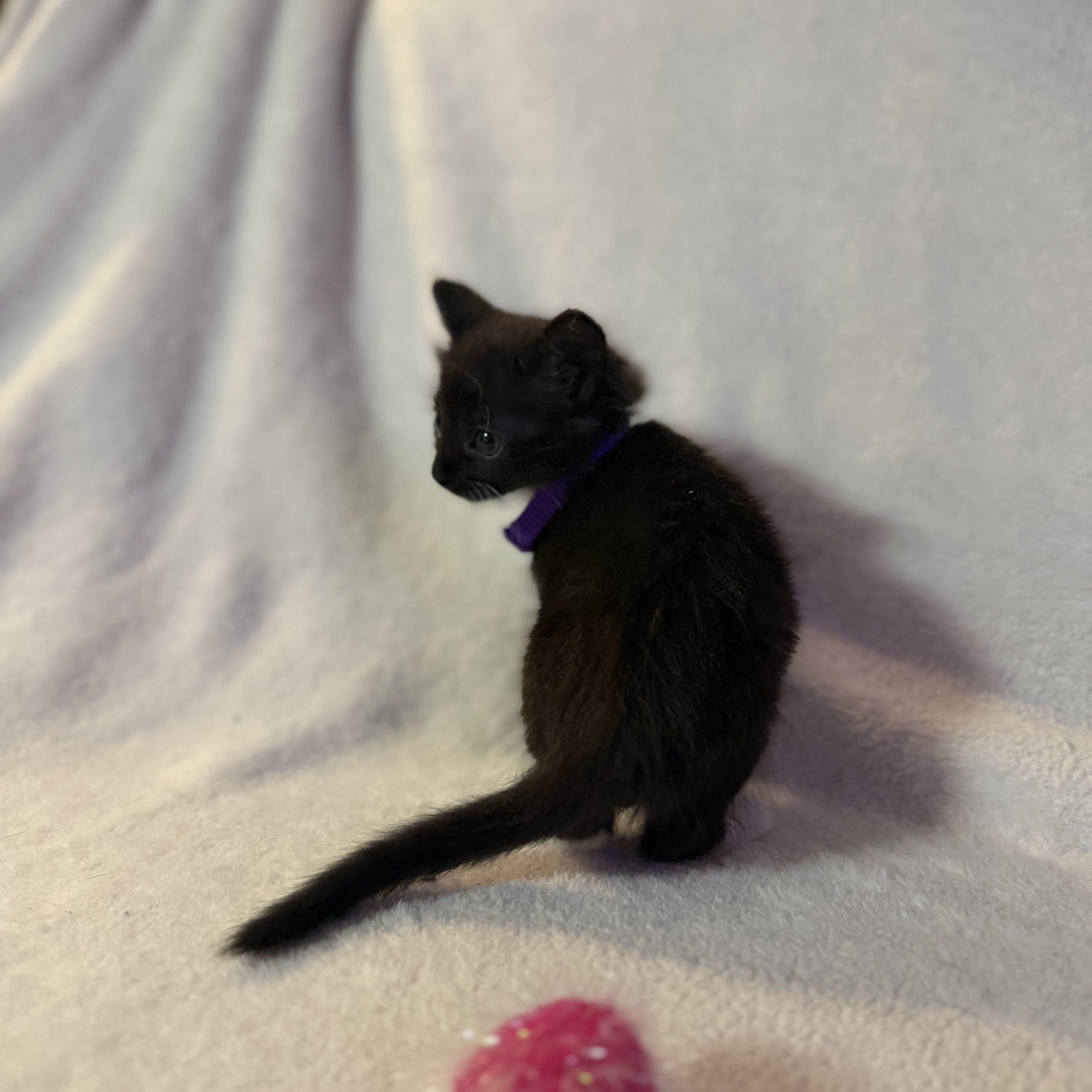 A baby medium-sized male Black & White / Tuxedo Domestic Medium Hair cat named Stapler for adoption in Liverpool, TX