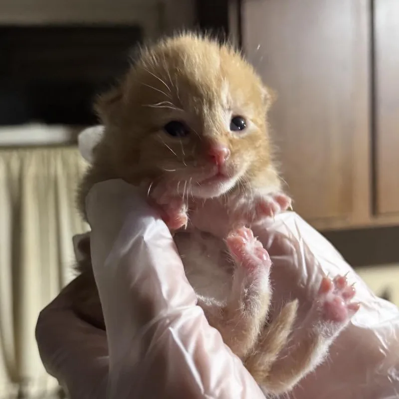 A baby small-sized male Orange / Red Domestic Short Hair cat named Malachi for adoption in Danbury, CT