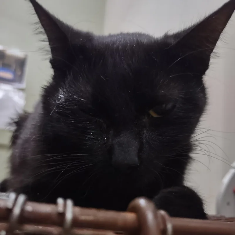 A young small-sized female Black Domestic Short Hair cat named Ash for adoption in Upland, CA