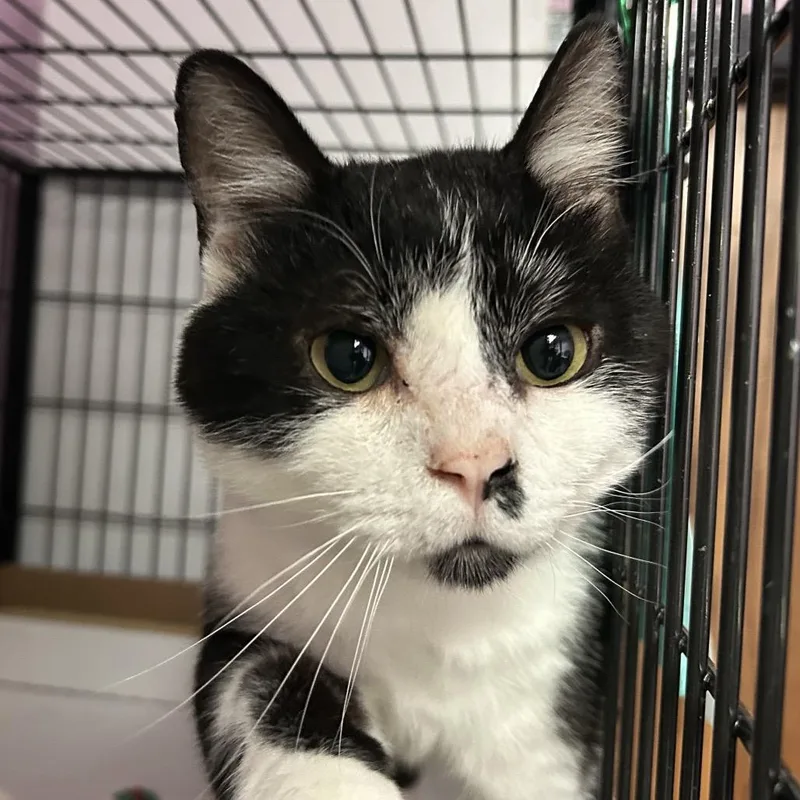 An adult large-sized male Black Domestic Short Hair cat named Funkfreed for adoption in Davenport, IA