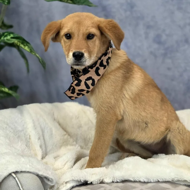 A baby medium-sized female Yellow / Tan / Blond / Fawn Golden Retriever dog named Journey for adoption in East Saint Louis, IL