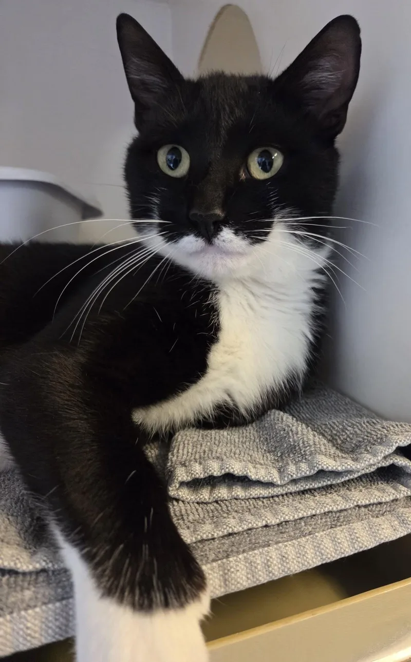 A young large-sized male Black & White / Tuxedo Tuxedo cat named Boots for adoption in Ocean City, NJ