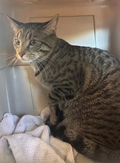 Tyson