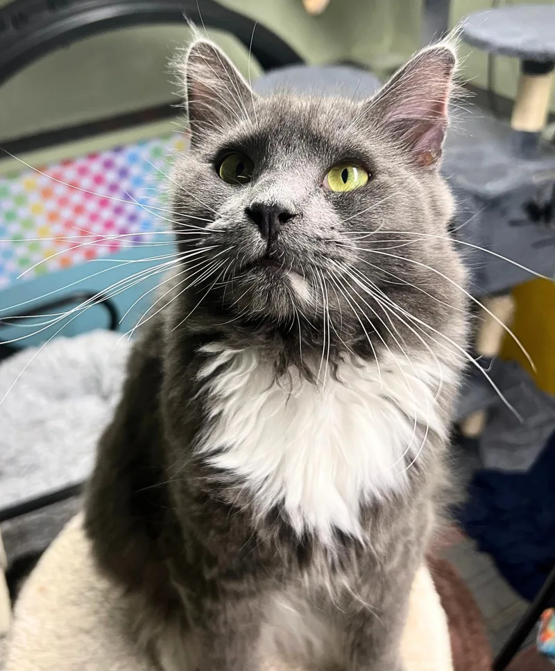 A baby medium-sized male Gray & White Ragdoll cat named Meet Muppet The Tender for adoption in The Dalles, OR