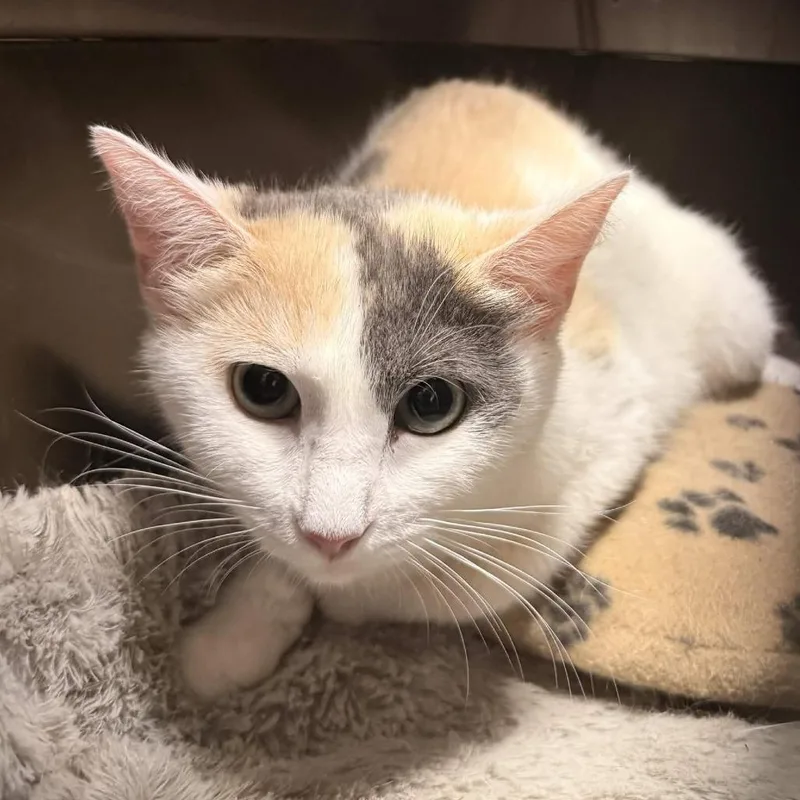 An adult small-sized female Calico Domestic Short Hair cat named Rice Krispie for adoption in Delaware, OH