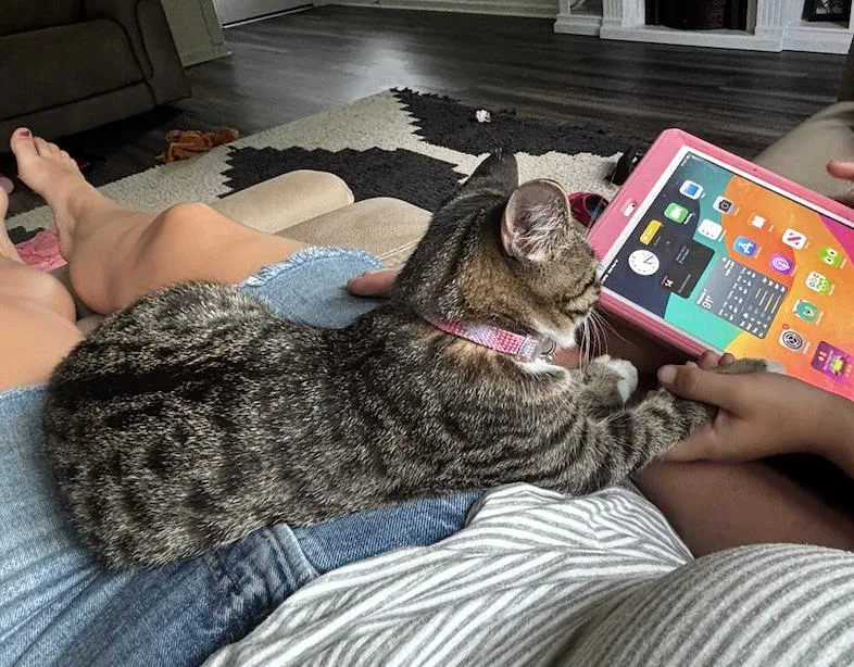 A young small-sized female Domestic Short Hair cat named Ruby . for adoption in LITTLE MOUNTAIN, SC