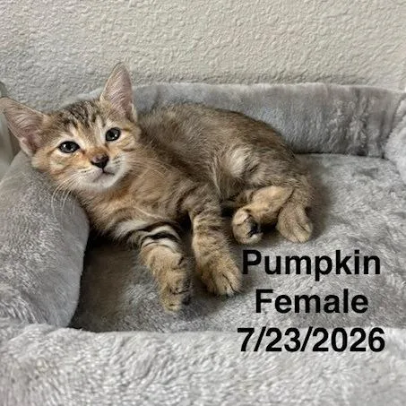 A baby small-sized female Domestic Short Hair cat named Pumpkin for adoption in League City, TX