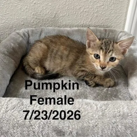 Pumpkin thumbnail 2