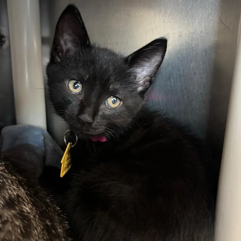 A baby small-sized male Black Domestic Short Hair cat named Felix for adoption in Springfield, MA