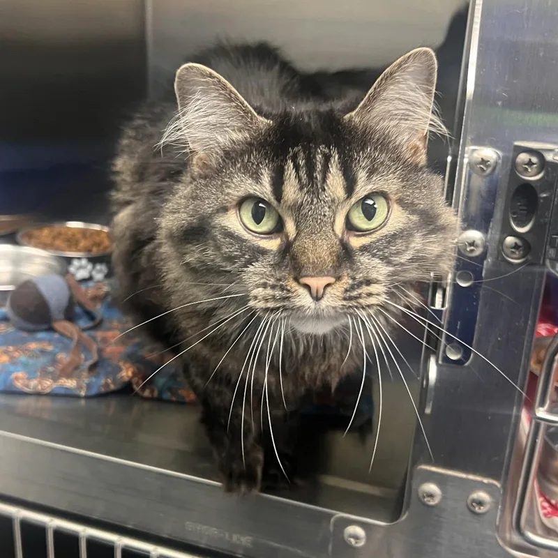 A senior large-sized female Domestic Medium Hair cat named Mainey for adoption in Georgetown, KY