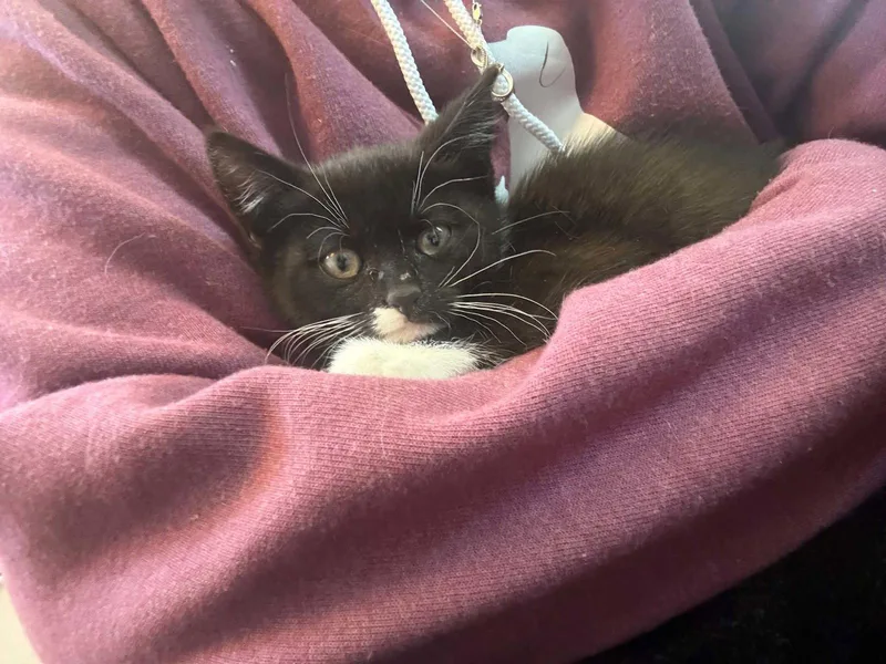 A baby medium-sized female Domestic Short Hair cat named Barbie for adoption in Holbrook, NY