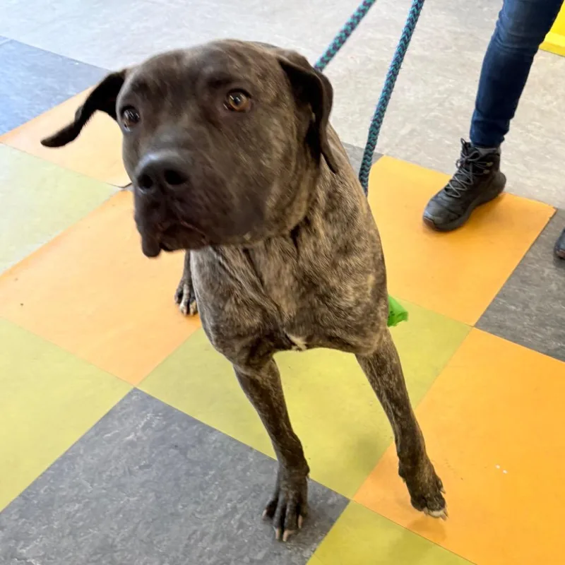 An adult large-sized male Brindle Mixed Breed dog named Yukon for adoption in Philadelphia, PA